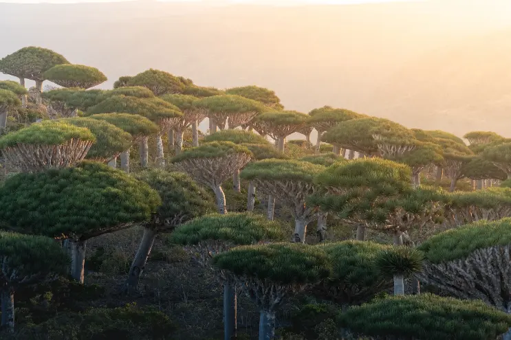 a group of trees in the middle of a forest